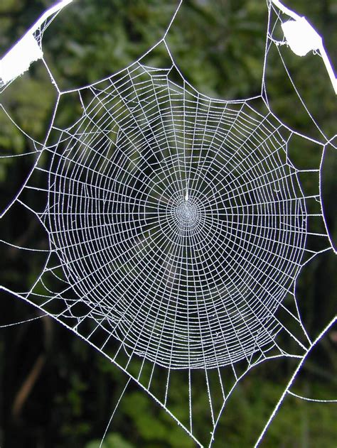 The Significance and Interpretation of Dreams Involving the Weaving of Spiderwebs 