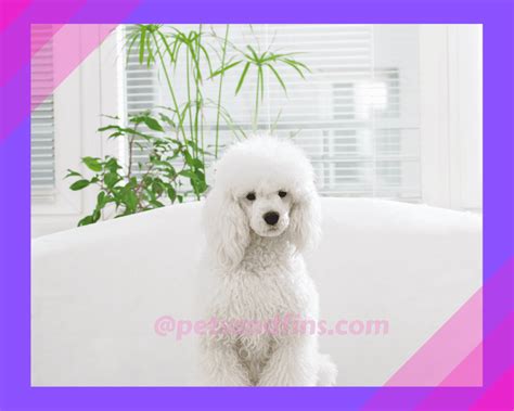 The Significance and Interpretation of Imagining a Snowy Poodle: Unraveling the Essence and Connotations