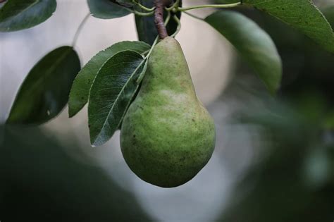 The Significance and Interpretation of a Pear Tree Vision