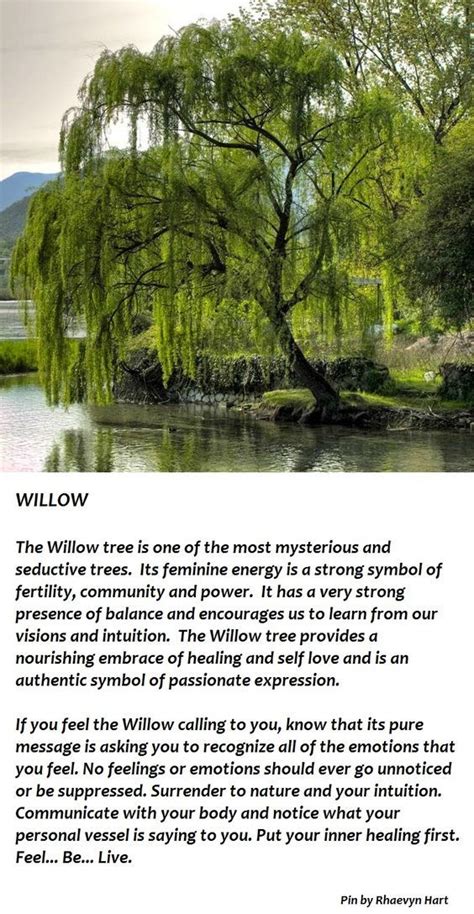 The Significance and Meaning of Willow Trees