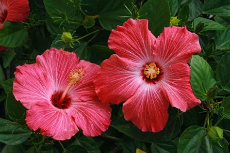 The Significance and Symbolism Behind the Scarlet Hibiscus Blossom