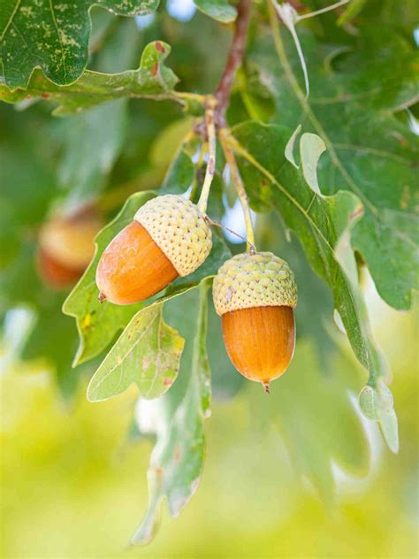 The Significance of Acorns in Dreams