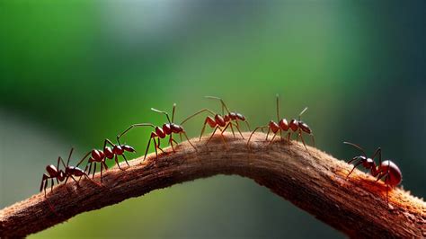 The Significance of Ants as Emblems of Perseverance and Diligence within Dreams