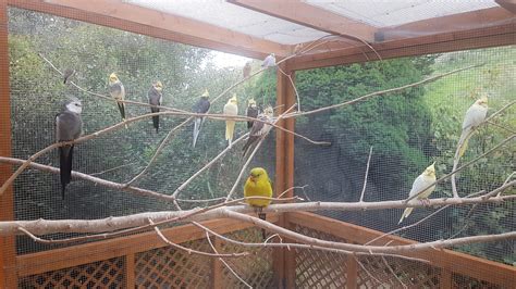 The Significance of Aviary Rescue Organizations