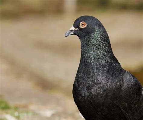 The Significance of Black Doves in Dreams