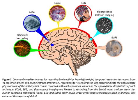 The Significance of Brain Activity: Analyzing the Science Behind Recalling Past Connections