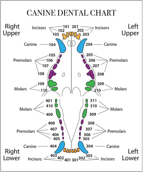 The Significance of Canine Teeth in Dogs