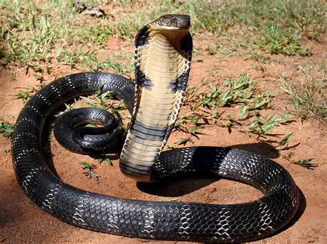 The Significance of Color: Why Does the Cobra Appear White?