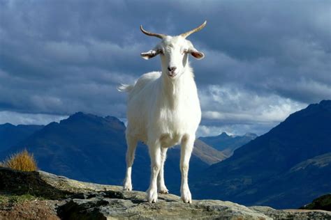 The Significance of Conversing Goats in Native American Folklore