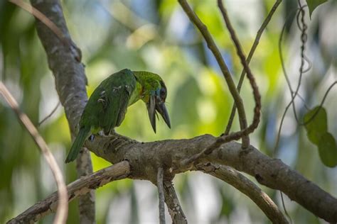 The Significance of Courtship Displays in the Reproductive Behavior of Avian Species