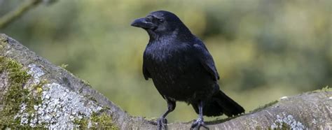 The Significance of Crows in Dream Analysis: Unraveling the Meaning Behind a Gathering of Crows in Your Dreams