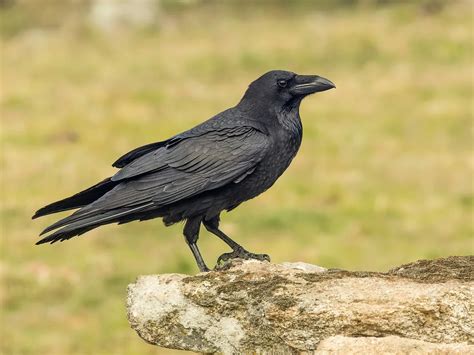 The Significance of Crows in Myth and Folklore