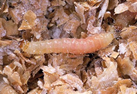 The Significance of Discovering a Larva in Your Meal