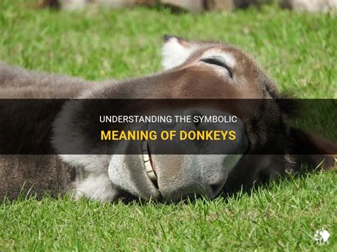 The Significance of Donkeys: Exploring their Symbolic Meaning