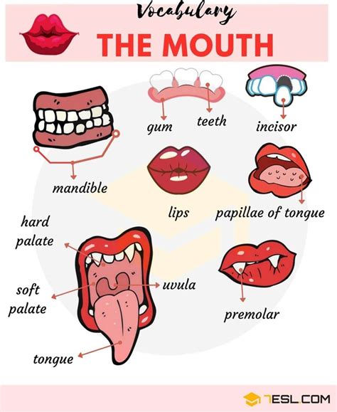 The Significance of Dream Symbols Related to Oral Cavity and Dental Elements