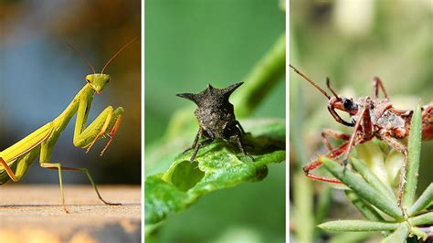 The Significance of Dreaming About Stick Insects: An Insight from Psychology