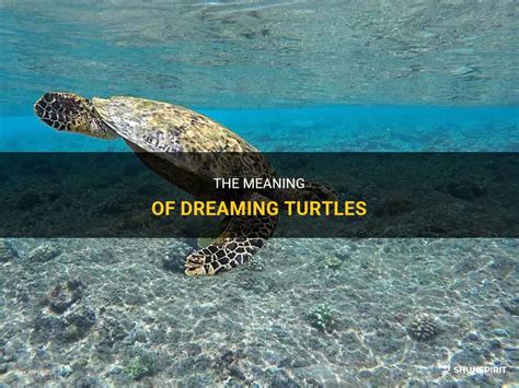 The Significance of Dreaming About a Turtle