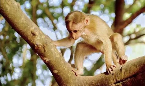 The Significance of Dreaming About a Young Primate and Its Symbolic Message