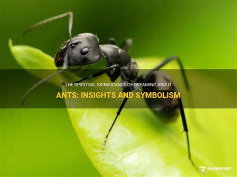 The Significance of Dreaming about Inundating Colonies of Ants