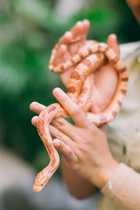 The Significance of Dreaming of an Orange Snake