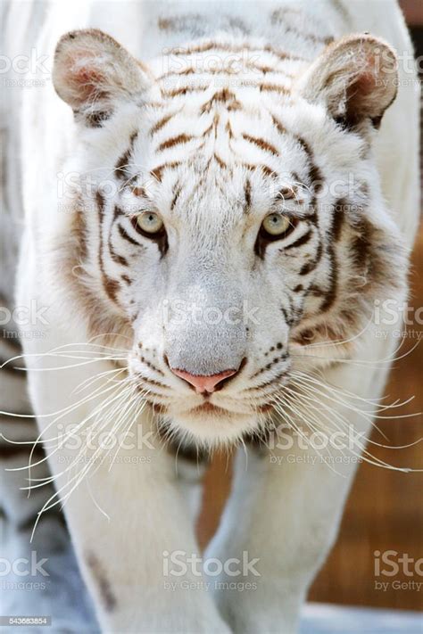 The Significance of Dreams Involving Bites from a Majestic Albino Panthera Tigris