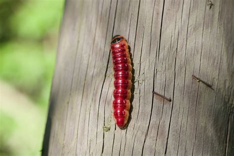 The Significance of Dreams Involving Maggot Infestation in the Oral Cavity