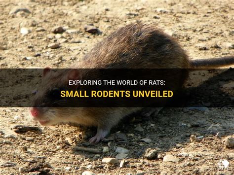 The Significance of Dreams Involving Misplaced Small Rodents: Exploring the Profound Impact on Daily Existence and Emotional Well-being