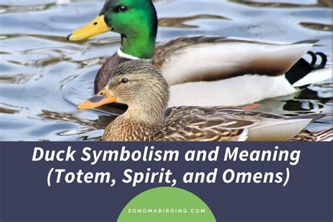 The Significance of Duck Symbolism in One's Dreams