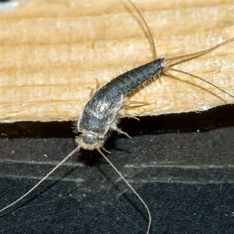 The Significance of Encountering Silverfish Bugs in Dreams