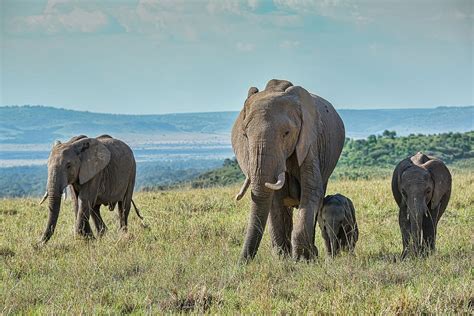 The Significance of Envisioning a Gathering of Pachyderms