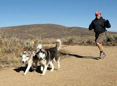 The Significance of Envisioning a Snowy Canine: What It Implies?