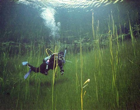 The Significance of Experiencing a Dive in a Freshwater Pond