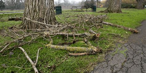 The Significance of Fractured and Descending Tree Limbs in One's Dreams