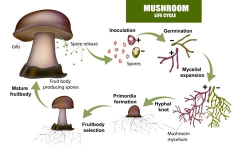 The Significance of Fungal Growth on the Upper Surface