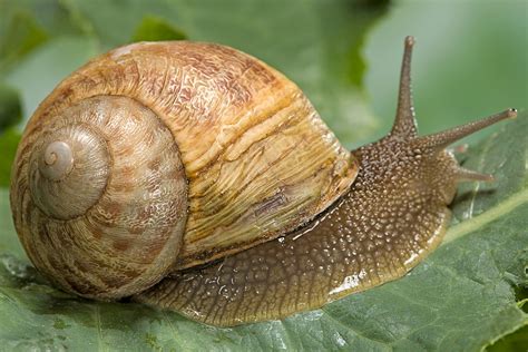 The Significance of Gastropods in the Depths of the Unconscious