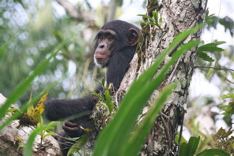 The Significance of Gorilla Conservation for Fostering Boundless Creativity