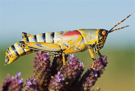 The Significance of Grasshoppers in Various Cultures