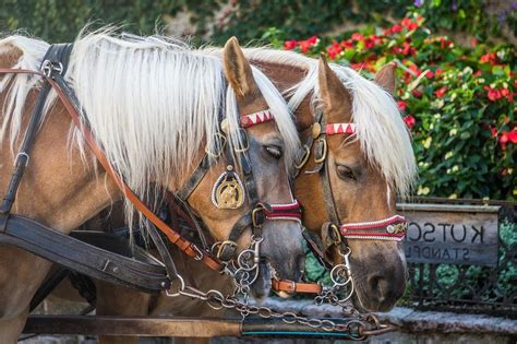 The Significance of Guiding a Child's Carriage: Exploring the Meaning Behind the Act