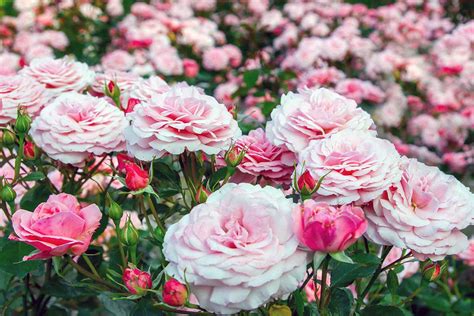 The Significance of Harvesting Roses in Mythology and Folklore