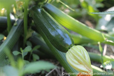 The Significance of Harvesting Zucchini at the Right Time