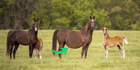 The Significance of Horses with a Belly Bearing New Life