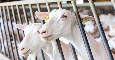 The Significance of Imagining Extracting Milk from a Goat