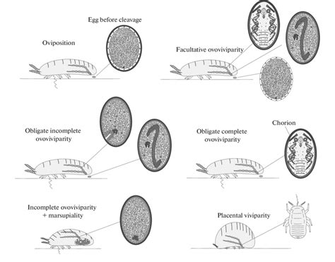 The Significance of Imagining Scarlet Insect Offspring