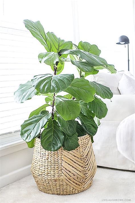 The Significance of Indoor Plants in Establishing a Soothing Atmosphere