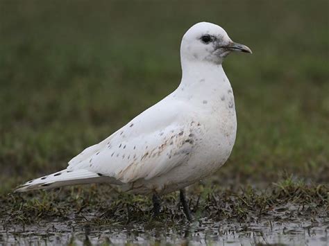 The Significance of Ivory Gulls: Deciphering Their Significances