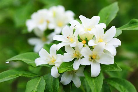 The Significance of Jasmine Blossoms