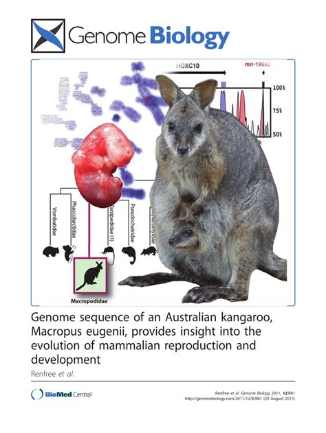 The Significance of Kangaroo Vocalizations in Evolution: Insights from Comparative Studies