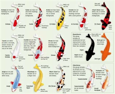 The Significance of Koi Fish in Different Cultures