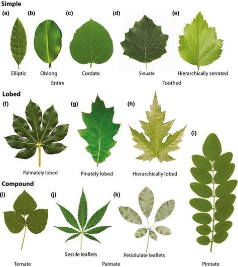 The Significance of Leaves in Diverse Cultures