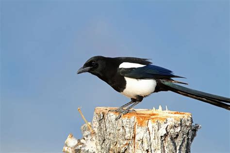 The Significance of Magpies in Our Dreams